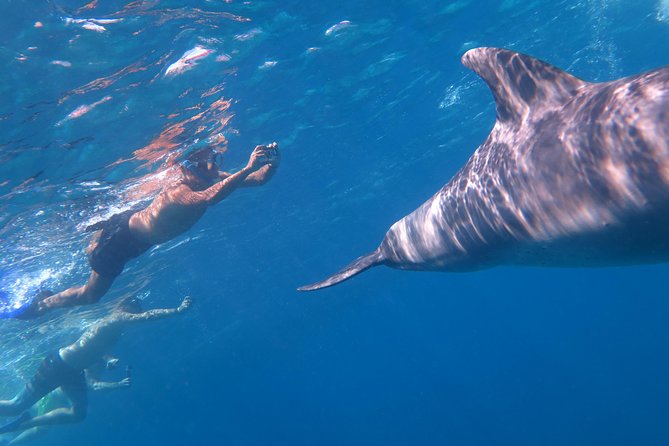 Full-Day Snorkeling with Dolphins in Hurghada with Lunch - Who will enjoy this Red Sea day