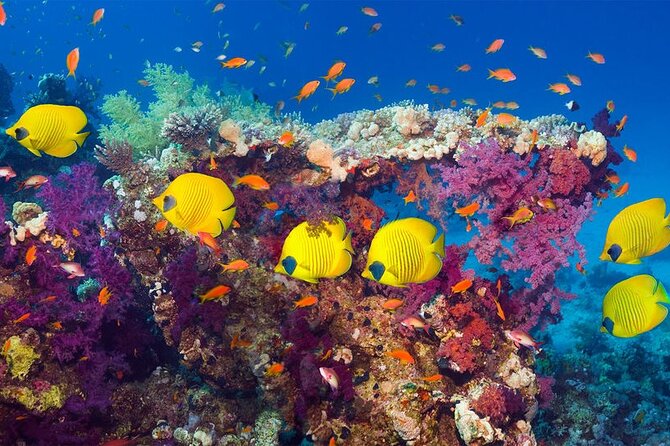 Grand Safari including Snorkeling at the Blue Hole and a Camel Ride along the Gulf of Aqaba - Shopping in Dahab, with a possible time concern
