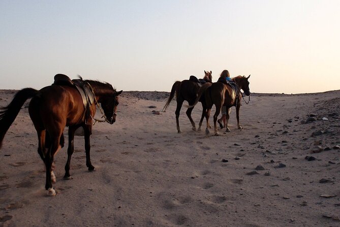 Horseback Riding with Pickup and Drop-off from Sharm El Sheikh - The desert section adds useful contrast