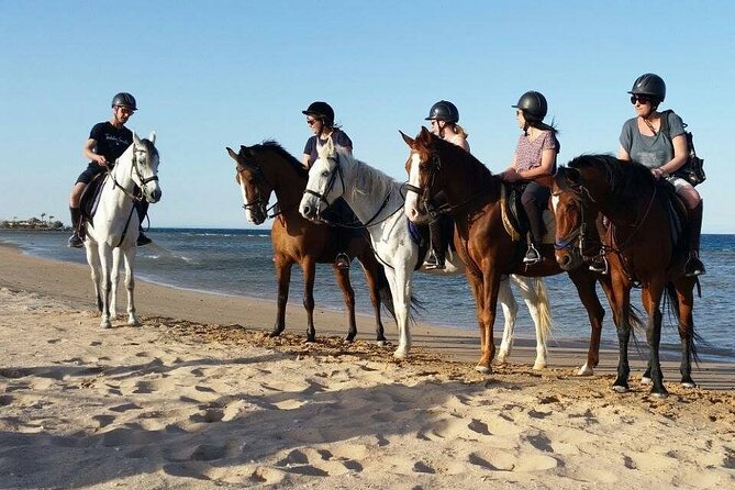 Horseback Riding with Pickup and Drop-off from Sharm El Sheikh - What happens before you mount