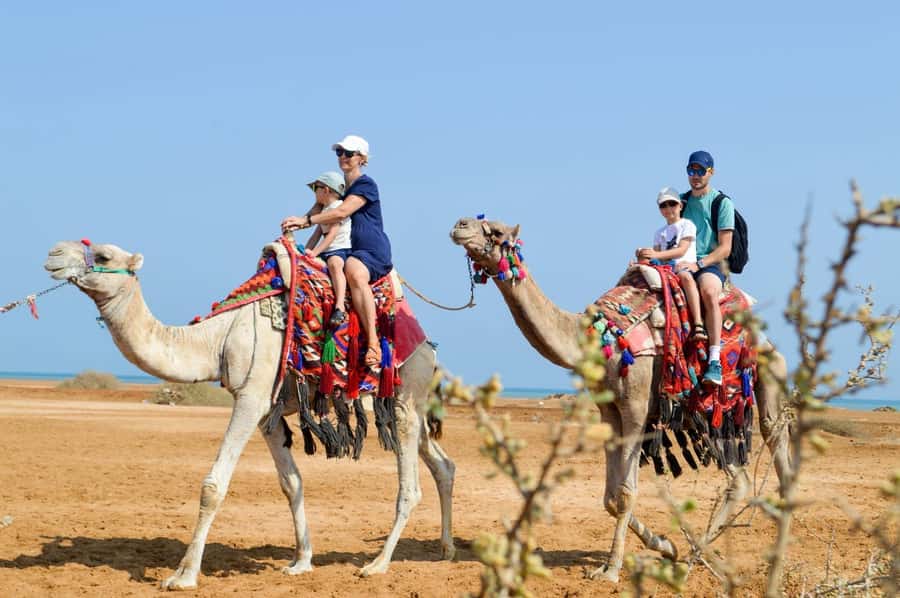 Hurghada: 1-Hour Desert & Beach Camel Ride with Transfers - Meeting your camel at Lucky Horses Stable