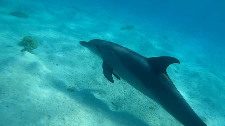 Hurghada: 3 Islands, Dolphins & Snorkel Yacht Trip w/ Lunch - Orange Bay: an hour of beach time