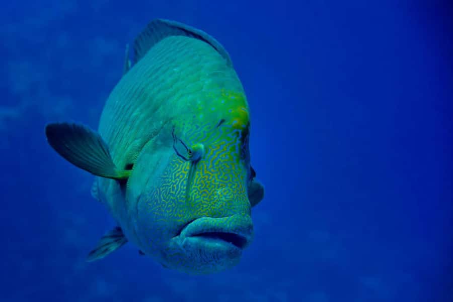 Hurghada: 3 Islands, Dolphins & Snorkel Yacht Trip w/ Lunch - Dolphin watching without false promises