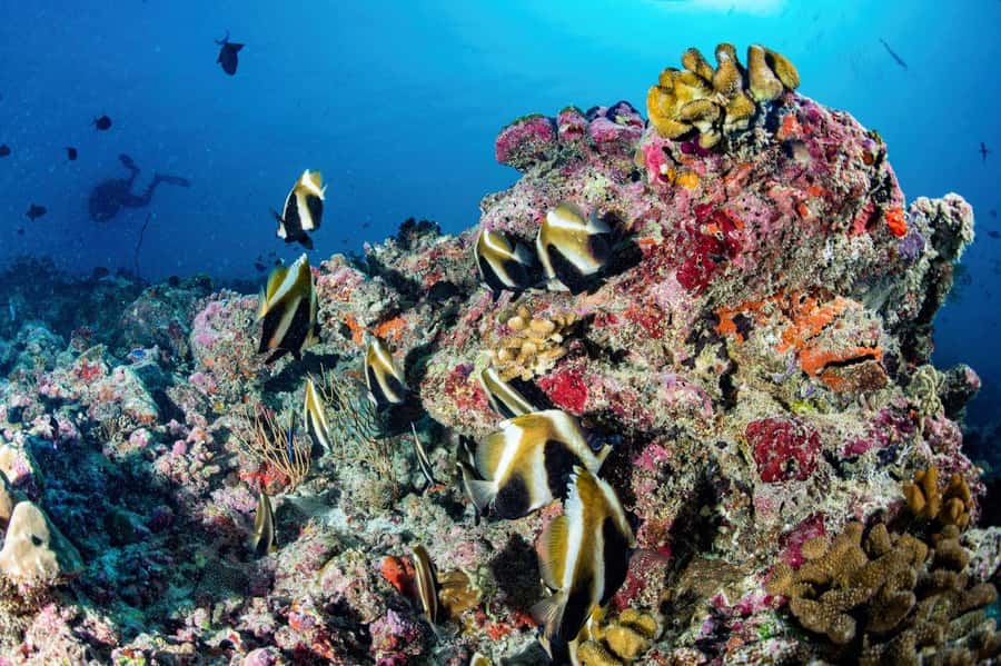 Hurghada: 3 Islands, Dolphins & Snorkel Yacht Trip w/ Lunch - Seafood lunch and breakfast onboard