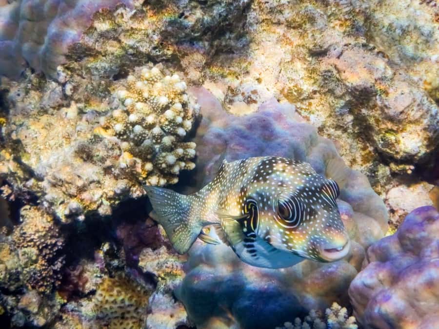 Hurghada: 3 Islands, Dolphins & Snorkel Yacht Trip w/ Lunch - The ride home and sunset