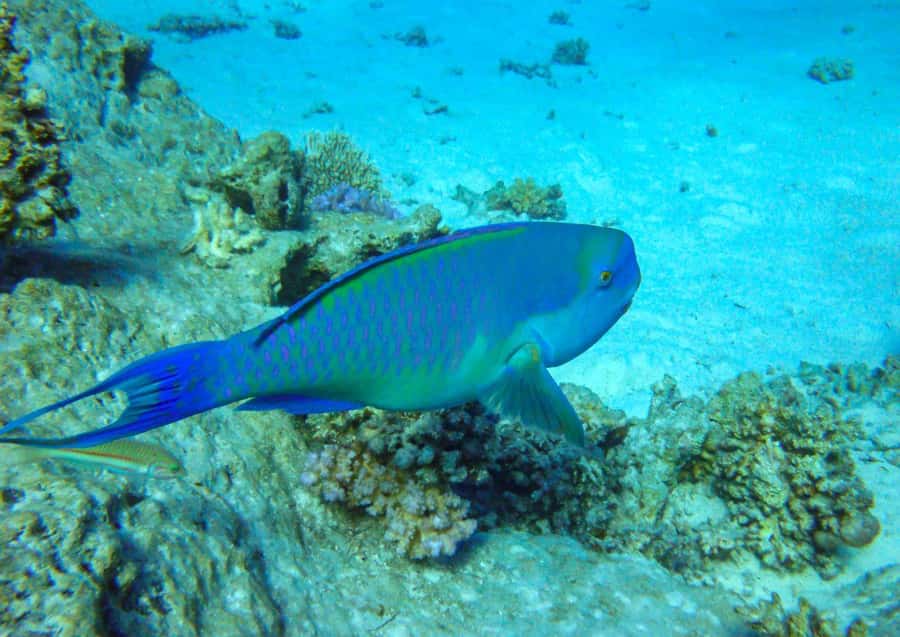 Hurghada: 3 Islands, Dolphins & Snorkel Yacht Trip w/ Lunch - What to pack and who should go
