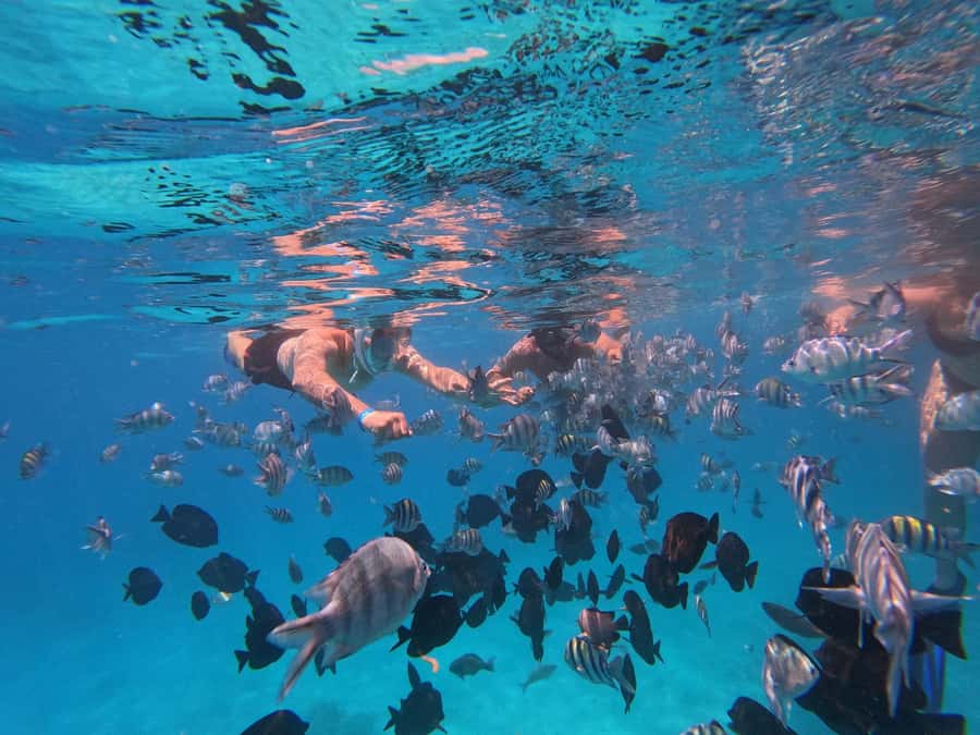 Hurghada: 4 Island Hopping Tour Dolphin, Snorkeling & Lunch - Searching for dolphins in their natural home