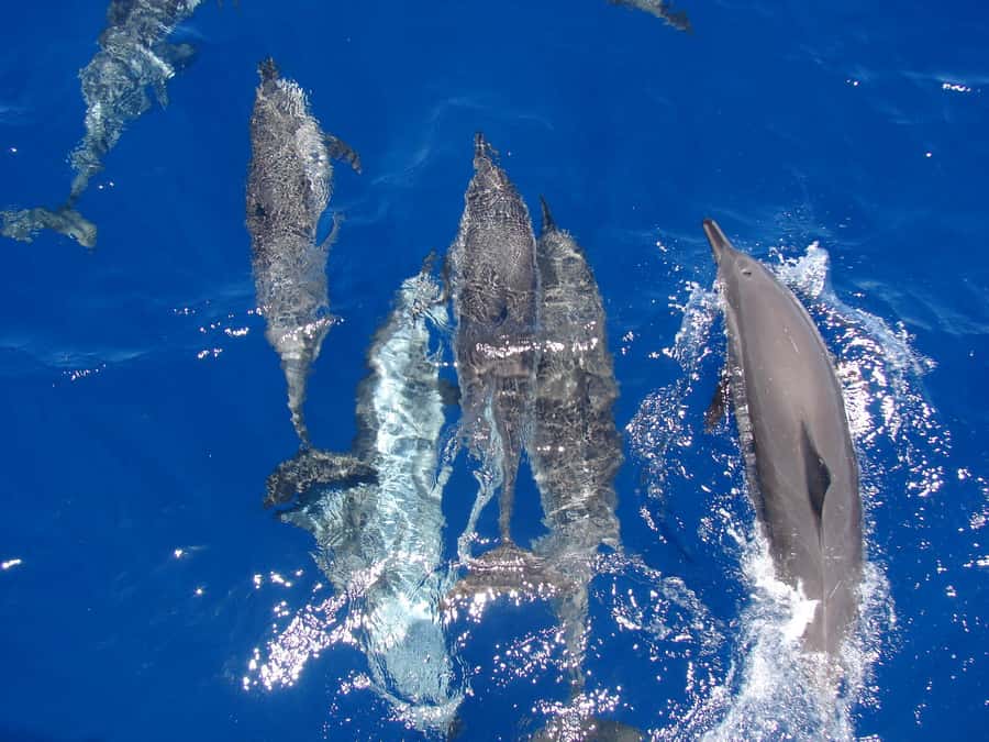 Hurghada: All-Inclusive Elite VIP Dolphin House & Massage - Key points at a glance