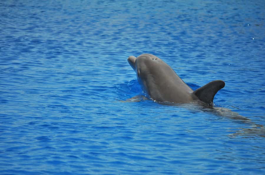 Hurghada: All-Inclusive Elite VIP Dolphin House & Massage - Leaving Hurghada for Dolphin House