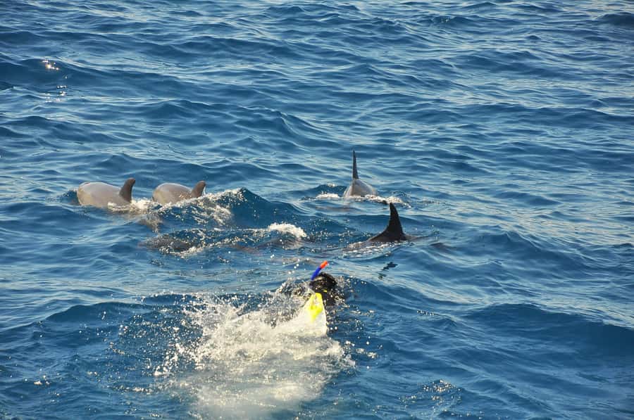 Hurghada: All-Inclusive Elite VIP Dolphin House & Massage - The back massage and return cruise
