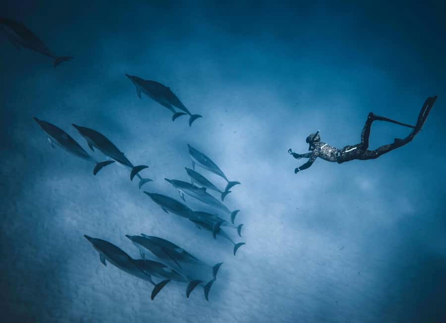 Hurghada: All-Inclusive Elite VIP Dolphin House & Massage - Who will enjoy this trip most