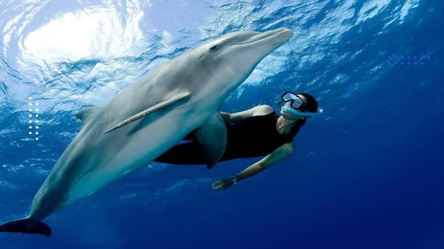 Hurghada: All-Inclusive Elite VIP Dolphin House & Massage - Watching wild dolphins in their own waters