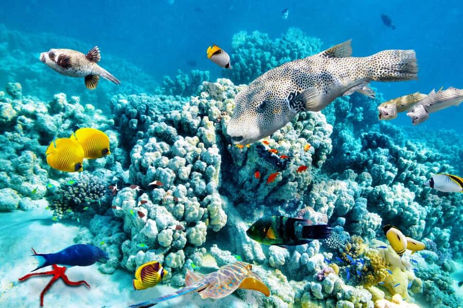 Hurghada: Beginners Scuba Diving Full-Day Boat Trip & Lunch - Who Will Enjoy This Trip Most?