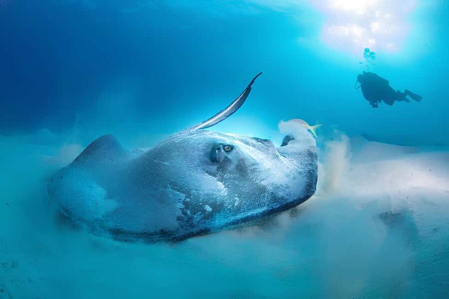 Hurghada: Beginners Scuba Diving Full-Day Boat Trip & Lunch - My Booking Verdict