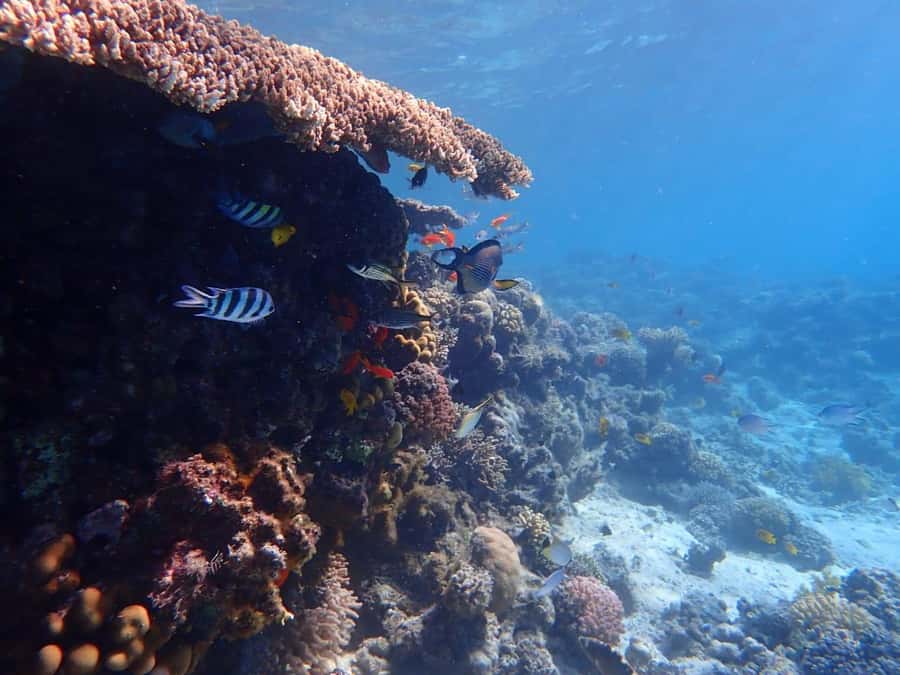 Hurghada: Boat trip to Magawish island with Multi Options - What the staff and guides add