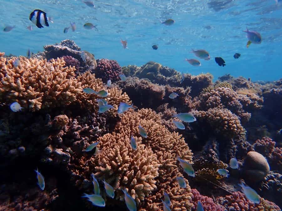 Hurghada: Boat trip to Magawish island with Multi Options - Is $35 good value?