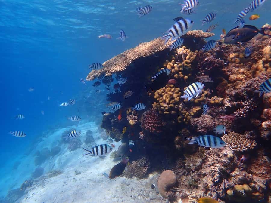 Hurghada: Boat trip to Magawish island with Multi Options - Who should book this Magawish trip?
