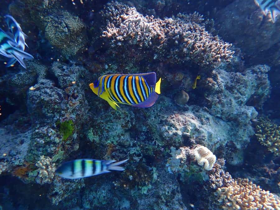 Hurghada: Boat trip to Magawish island with Multi Options - FAQ