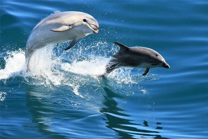 Hurghada Boat Trip to See Dolphins With Snorkeling and Lunch - Key points to know before booking
