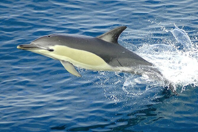 Hurghada Boat Trip to See Dolphins With Snorkeling and Lunch - Two snorkeling stops over Red Sea reefs