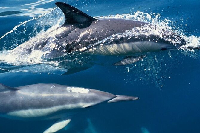 Hurghada Boat Trip to See Dolphins With Snorkeling and Lunch - Timing problems and the value of seven hours