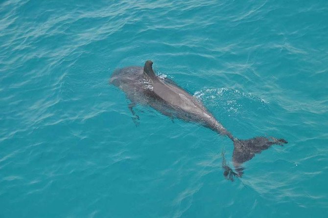 Hurghada Boat Trip to See Dolphins With Snorkeling and Lunch - The dolphin search and what to expect