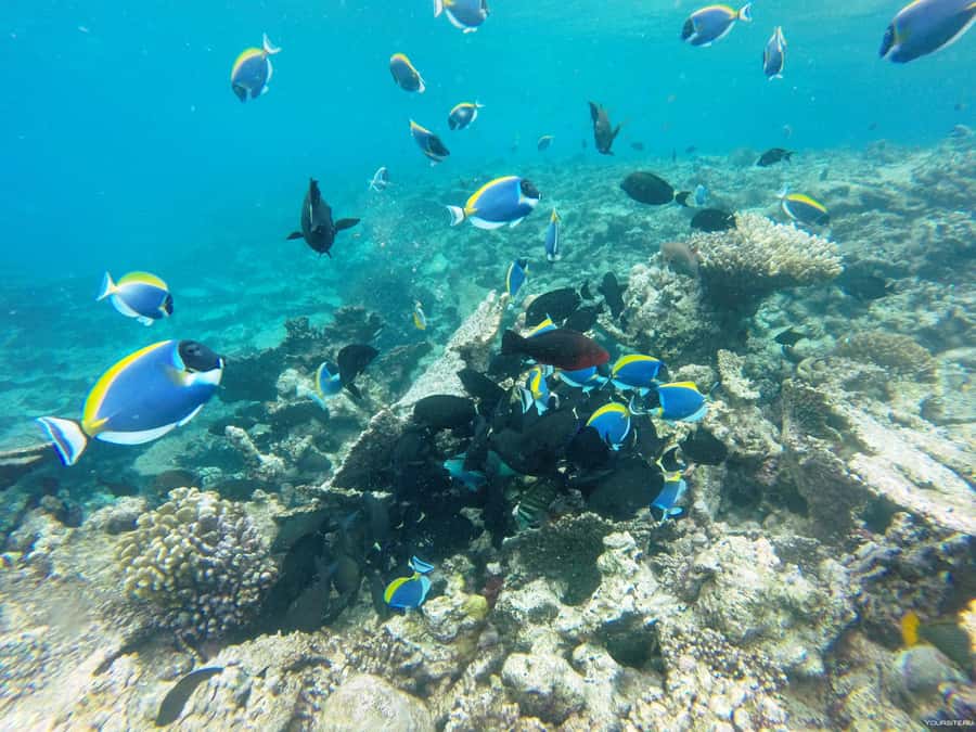 Hurghada: Day Snorkeling with Dolphins - Key points to know before booking