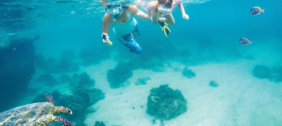 Hurghada: Day Snorkeling with Dolphins - Why Dolphin Reef is the real draw