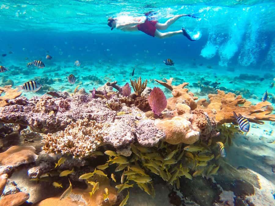 Hurghada: Day Snorkeling with Dolphins - Boarding the boat and setting out
