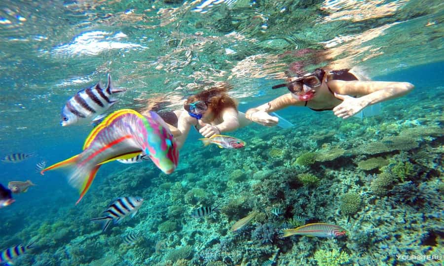Hurghada: Day Snorkeling with Dolphins - The first water stop: looking for dolphins