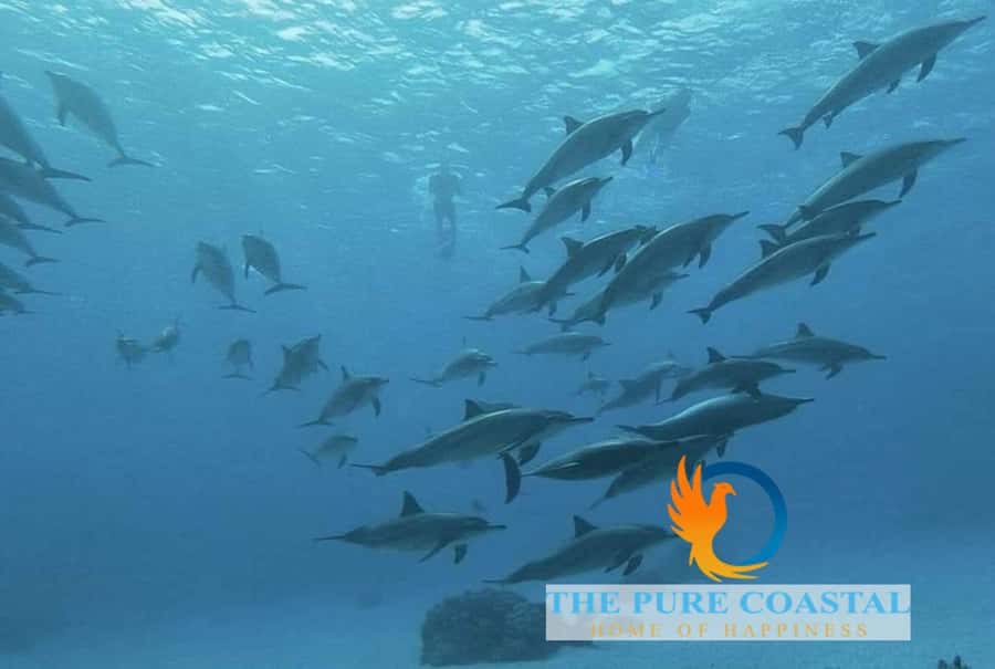 Hurghada: Day Snorkeling with Dolphins - Lunch, drinks, and the rhythm of the day