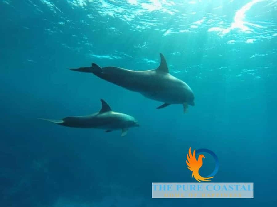 Hurghada: Day Snorkeling with Dolphins - Booking flexibility and practical timing
