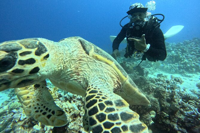 Hurghada Diving Adventure one Day with two Dives Boat Trip - What non-divers and children can do