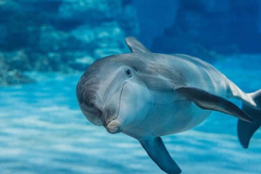 Hurghada: Dolphin & Coral Reef Snorkeling Tour with Lunch - Two reef stops, with clear water and changing quality