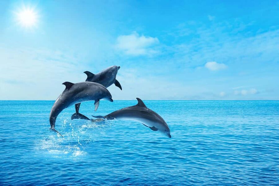 Hurghada: Dolphin & Coral Reef Snorkeling Tour with Lunch - Is $29 good value for a Red Sea boat day?