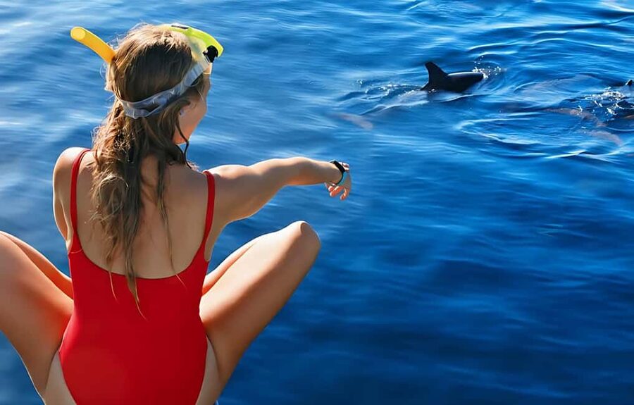 Hurghada: Dolphin Cruise with Snorkeling & Buffet Lunch - Key points at a glance