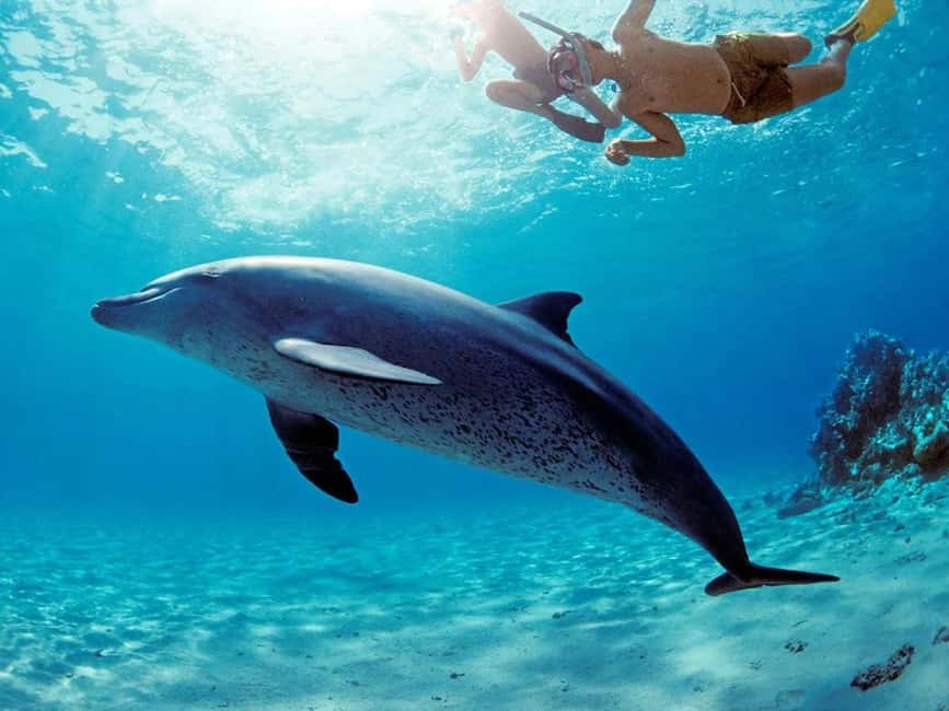 Hurghada: Dolphin Watching Boat Tour with Snorkeling & Lunch - Final call: a strong-value Red Sea day