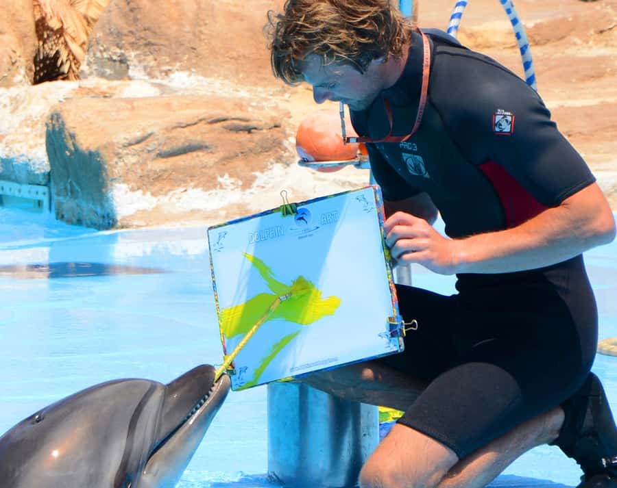 Hurghada: Dolphin World Show with Walruses and Pickup - Key points at a glance