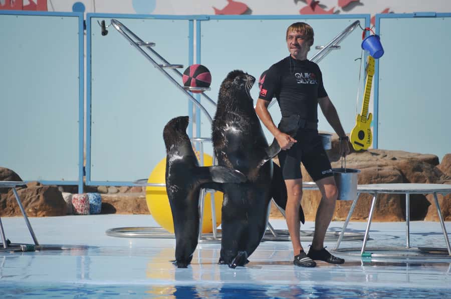 Hurghada: Dolphin World Show with Walruses and Pickup - What the $23 ticket really gets you