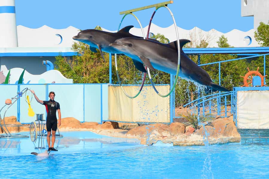 Hurghada: Dolphin World Show with Walruses and Pickup - Optional dolphin swimming and animal photos