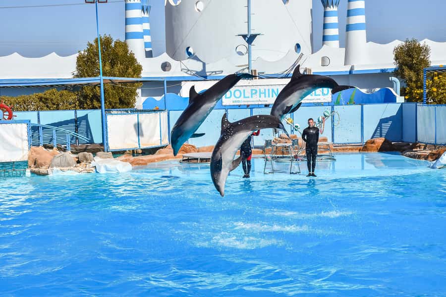 Hurghada: Dolphin World Show with Walruses and Pickup - The family factor: who will enjoy this most