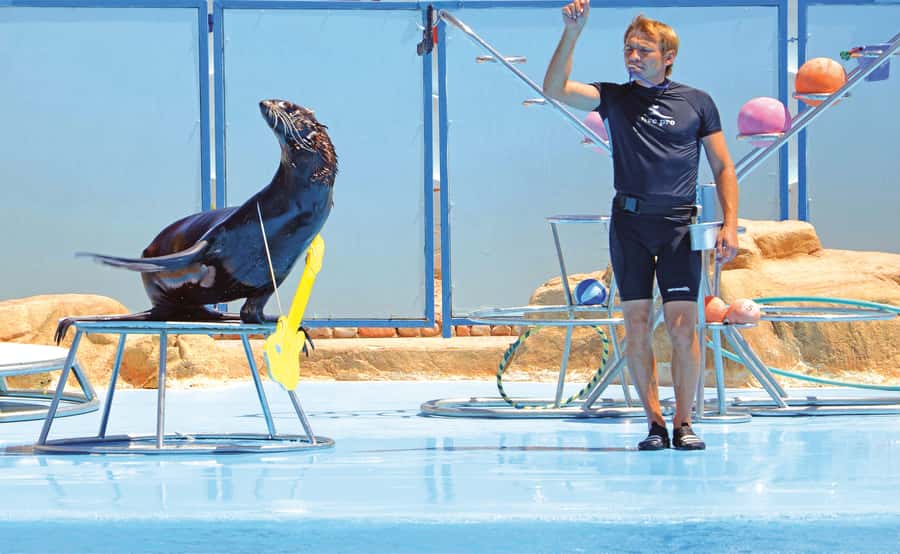 Hurghada: Dolphin World Show with Walruses and Pickup - What I would watch for before booking
