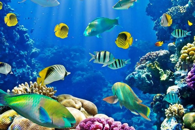 Hurghada: Full-Day Diving Tour with Lunch & Two Dive Sites - Two Red Sea sites in one full day