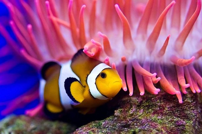 Hurghada: Full-Day Diving Tour with Lunch & Two Dive Sites - Why the $26 price deserves a close look