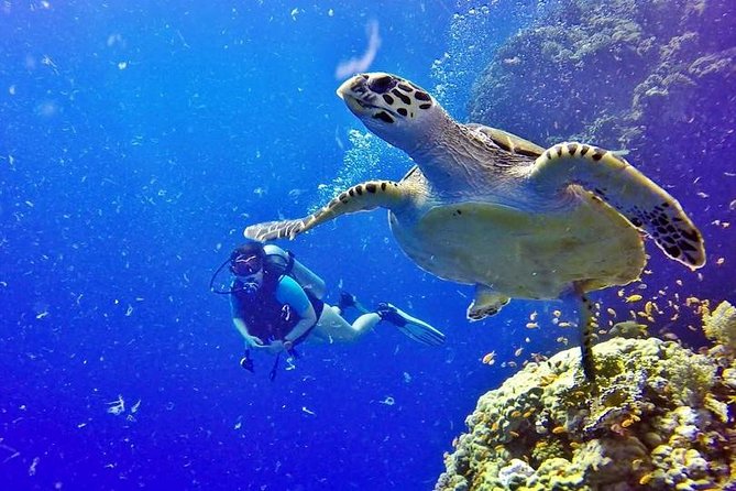 Hurghada: Full-Day Diving Tour with Lunch & Two Dive Sites - What happens before you enter the water