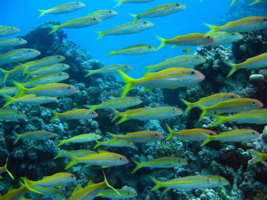 Hurghada: Full-Day Scuba Diving Tour with 2 Sites and Lunch - Key points to know before booking