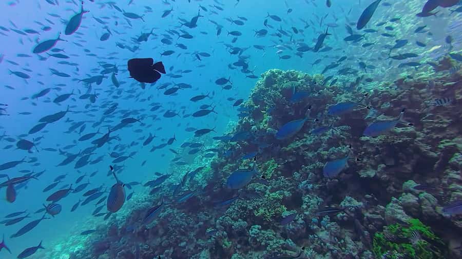 Hurghada: Full-Day Scuba Diving Tour with 2 Sites and Lunch - Lunch, snorkeling, and time on deck