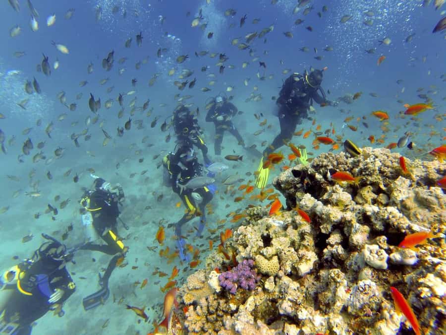 Hurghada: Full-Day Scuba Diving Tour with 2 Sites and Lunch - Is $70 a fair price?