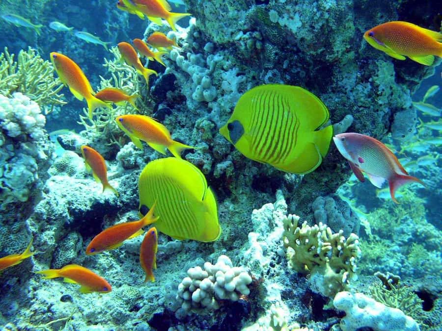 Hurghada: Full-Day Scuba Diving Tour with 2 Sites and Lunch - Hotel pickup and the trip to the boat