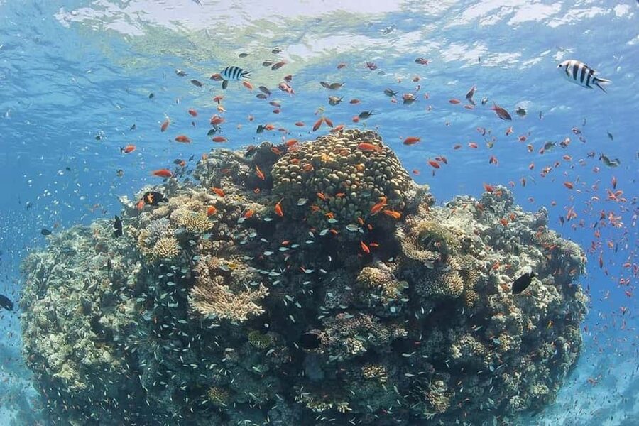 Hurghada: Full-Day Snorkeling Tour in Sharm El Naga w/Lunch - How the Day Fits Different Types of Visitors
